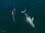 A Pair of Humpbacks Relaxing 10. DJI_0270