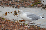 Herring Gull