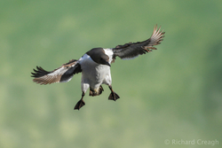 Coming in to Land