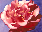 A Rose