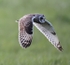 Short Eared Owl