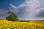 Overlooking the Piddle Valley