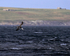 Gannet (immature) diving off Ness of Duncansby, Scotland
