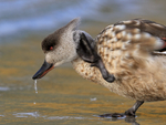 Crested Duck scratching close view, Carcass Island, Falklands