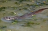 Otter