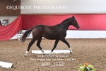 BPP_1550