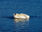 Mute Swan