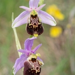 Apennine Late Spider orchid (Ophrys dinarica also Ophrys fuciflora ssp dinarica and O. holoserica ssp dinarica)