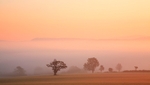 Autumn 2 Tree Mists_3719