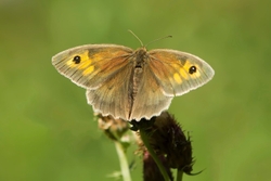 Meadow Brown