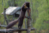 Pine Marten