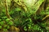 Queets Rainforest