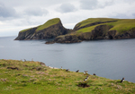 Puffins on cliffs 1