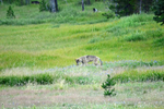 Curious Gray Wolf