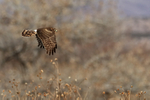 Northern Harrier flying, wings down, Bosque del Apache, New Mexico