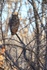 Great Horned Owl, Bosque del Apache, New Mexico