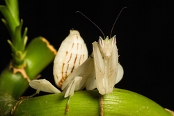 Orchid Mantis