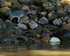 Green Heron walking on rocks, Costa Rica