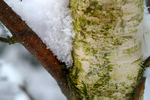Snow - 08