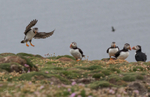 Puffins on cliffs 4