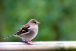 Chaffinch - 9681