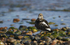 Turnstone, Chanonry Point, Moray Firth, Scotland