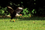 Crested Caracara running at takeoff, Osa Peninsula, Costa Rica