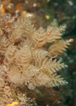 Bugula plumosa