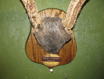 ANTLER MOUNT