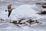 Kelp Gull portfolio