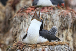 Imperial Shag calling at nest, Cape Bougainville, Falklands