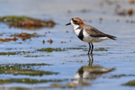 Reflection of Two-banded Plover at low tide, Carcass Island, Falklands