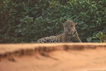 Male Jaguar Inka on beach, early morning - Rio Sao Lourenco, Brazil