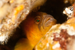 Pholis gunnellus