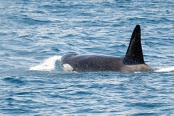 Killer Whale
