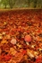 Fly Agaric 2 Vert
