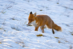 Arctic Fox?
