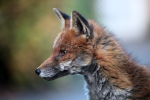 Urban fox portrait in Urban environment in Bristol - 0022