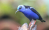 Red Legged Honeycreeper, Costa Rica