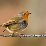 Animals-009