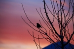 Bird at Dawn