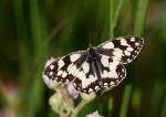 Marbled White