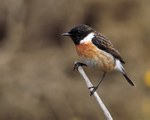 Stonechat (male) perched on a branch at Hengistbury Head