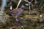 British Birds portfolio