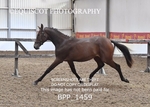 BPP_1459