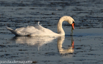 Cygne au coucher de soleil
