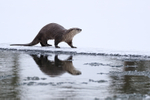 River Otter reflection, Yellowstone, Wyoming, USA