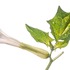 Thorn-apple (Datura stramonium)