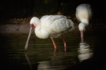 African Spoonbill - RLP_2695-1059