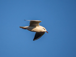 Black-headed Gull